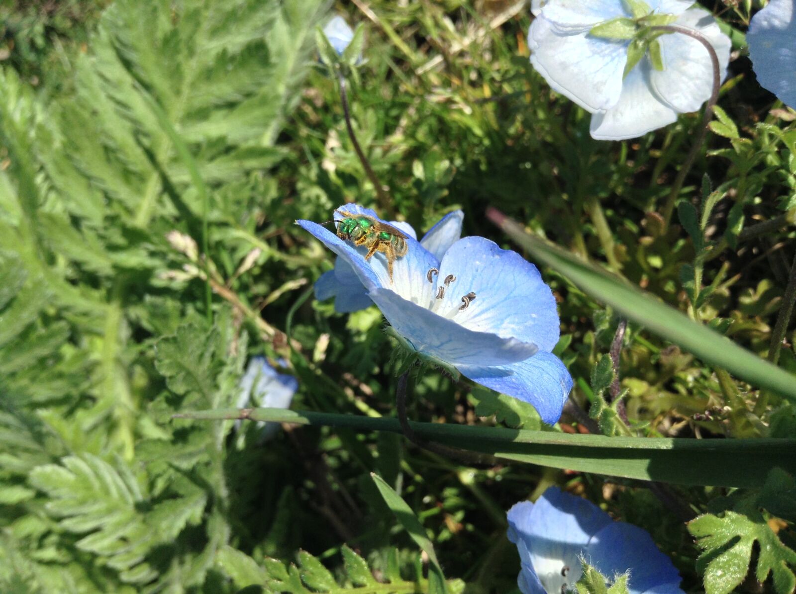 Apple iPod touch sample photo. Bug, flower, insect photography