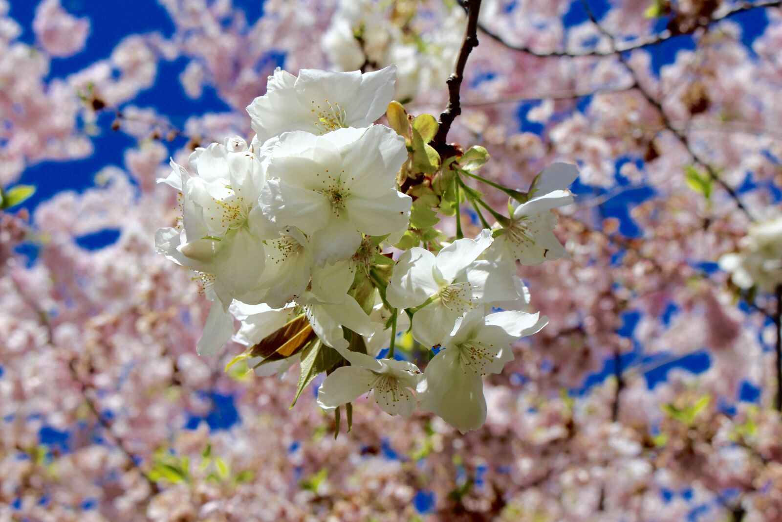 Canon EOS 100D (EOS Rebel SL1 / EOS Kiss X7) sample photo. Spring, cherry, blossom photography