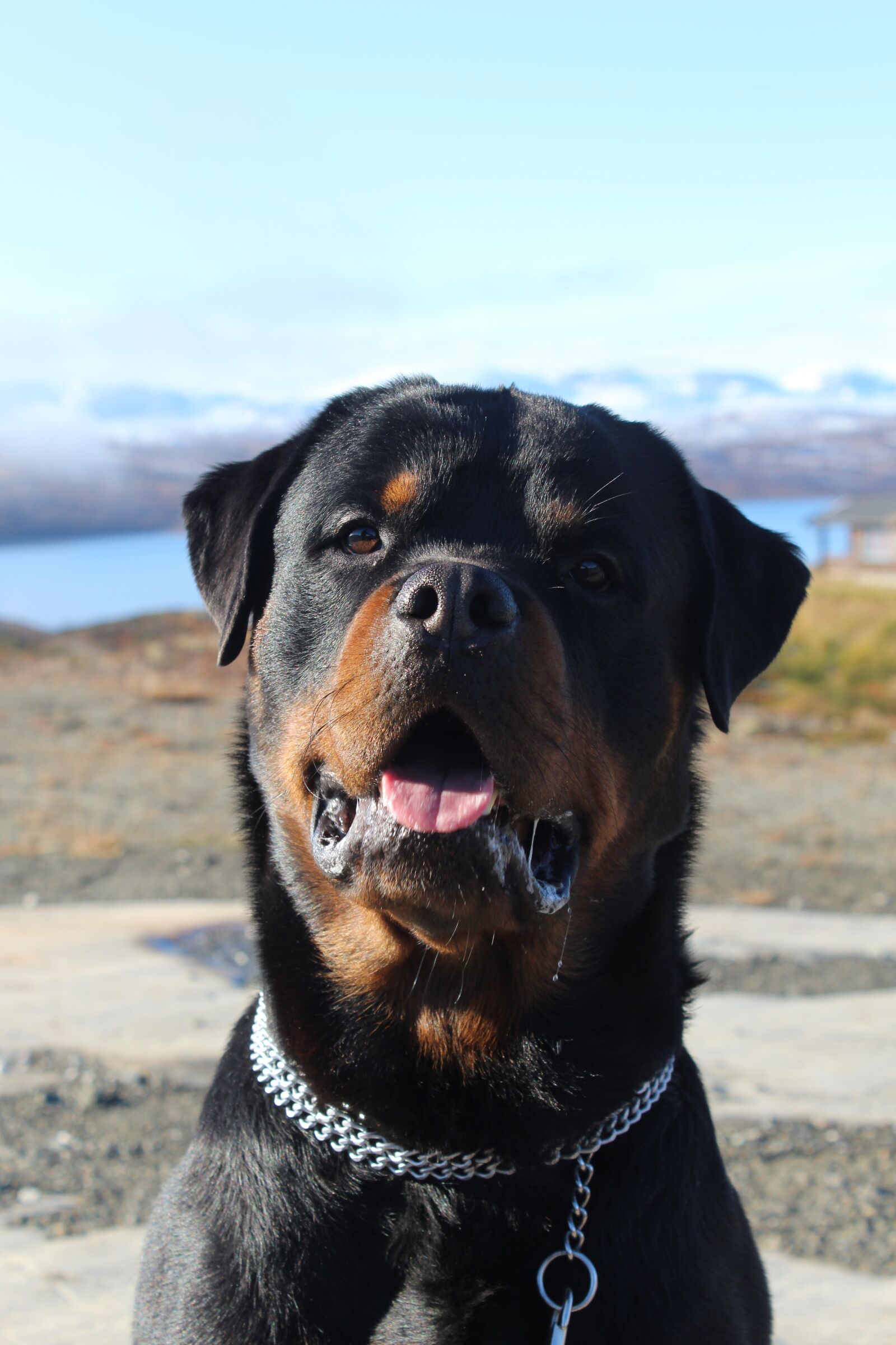 Canon EOS 1200D (EOS Rebel T5 / EOS Kiss X70 / EOS Hi) sample photo. Rottweiler, mountain, dog photography
