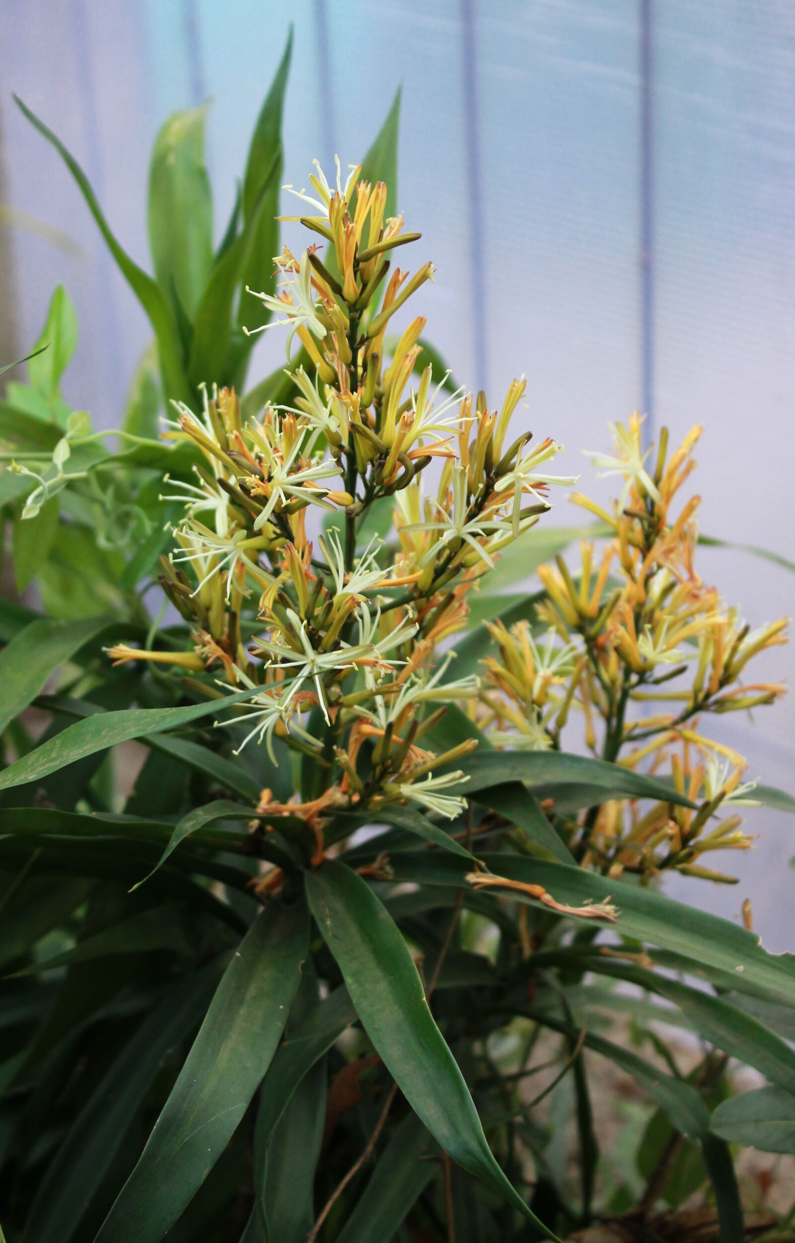 Canon EOS 1100D (EOS Rebel T3 / EOS Kiss X50) sample photo. Narrow-leaf dracaena, flower, plant photography