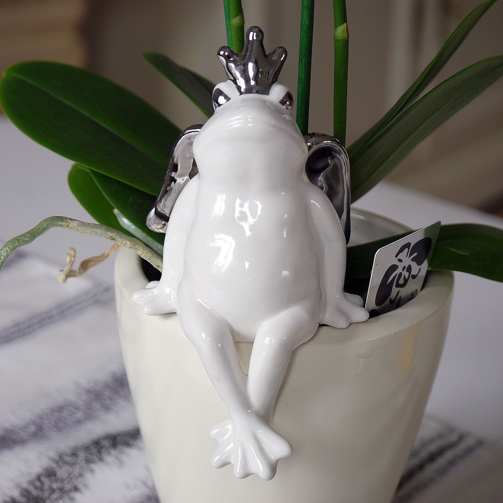 Panasonic Lumix DMC-G5 sample photo. Frog prince, white, deco photography