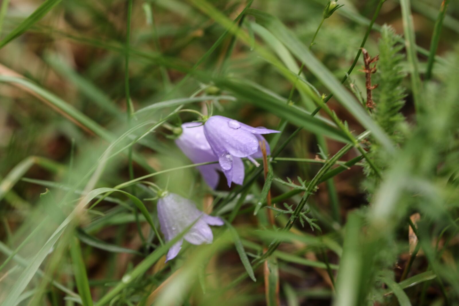 Canon EOS 7D Mark II sample photo. Bluebell, flowers, summer flower photography