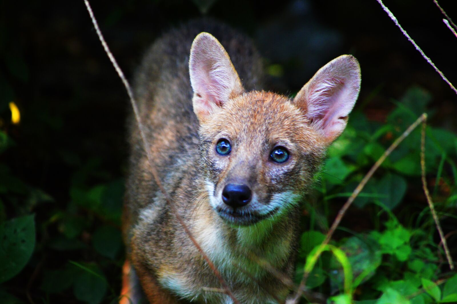 Nikon D3200 sample photo. Animal, nature, baby photography