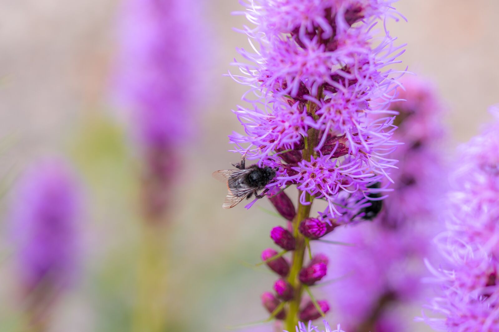 Canon EOS 70D sample photo. Liatris spicata, splendor notch photography