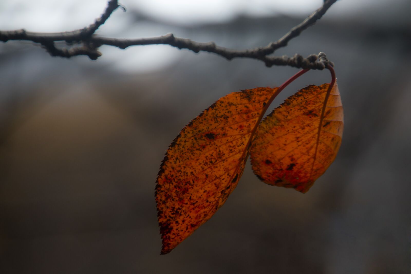 Canon EOS 70D sample photo. Autumn leaves, autumn, leaves photography