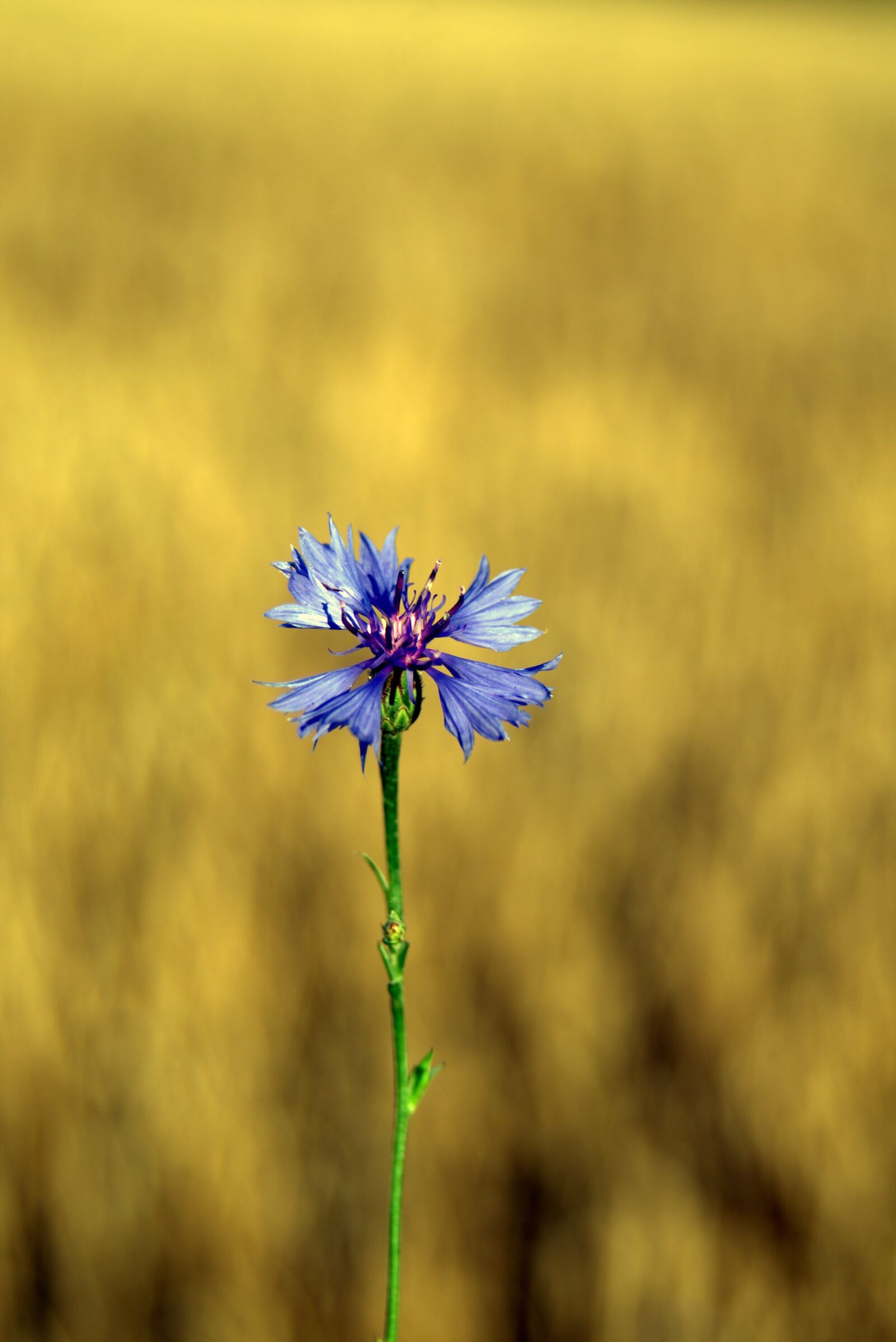 Pentax K-S2 sample photo. Cornflower, flower, blue photography