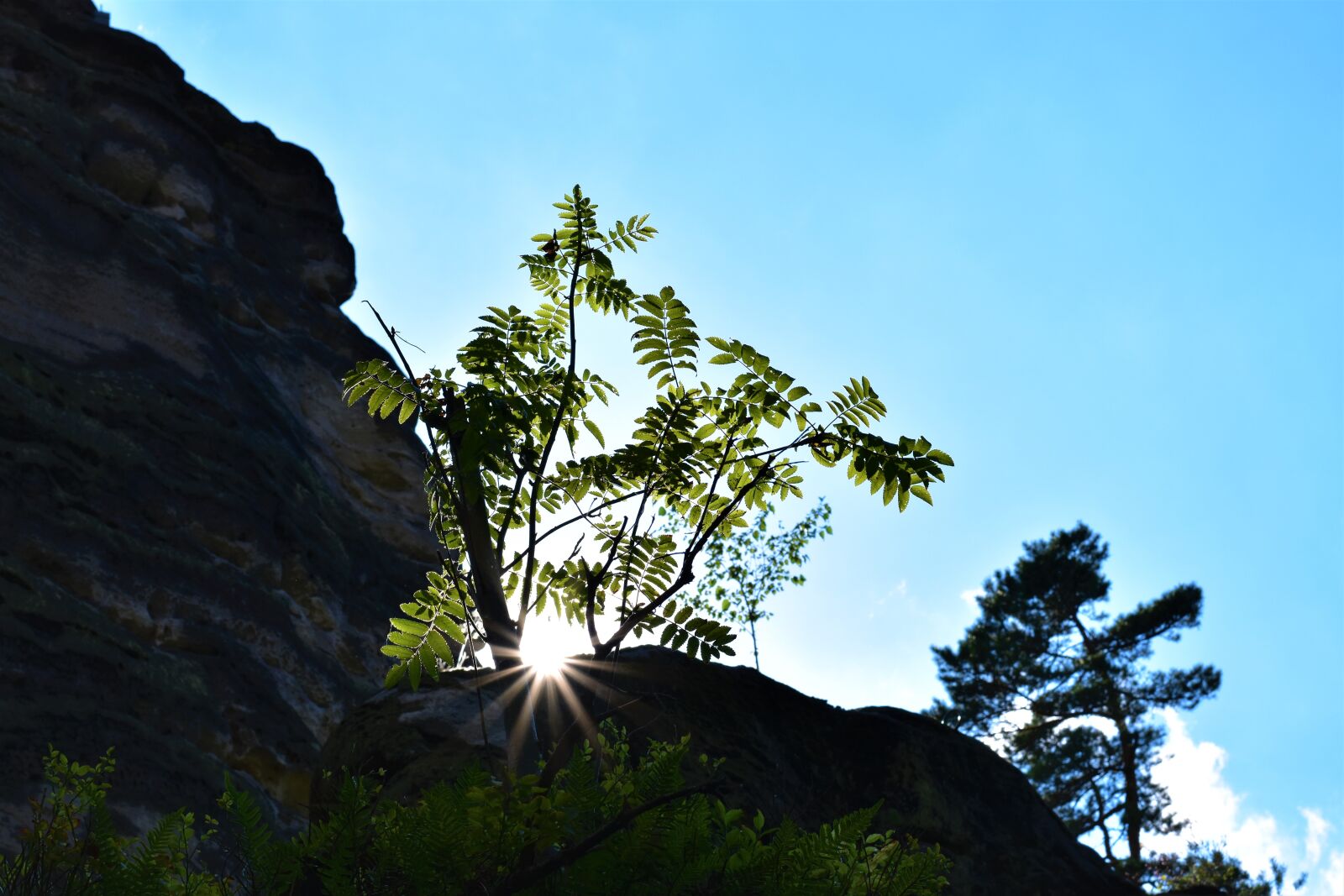 Nikon D5500 sample photo. The prachovsk rocks, trees photography