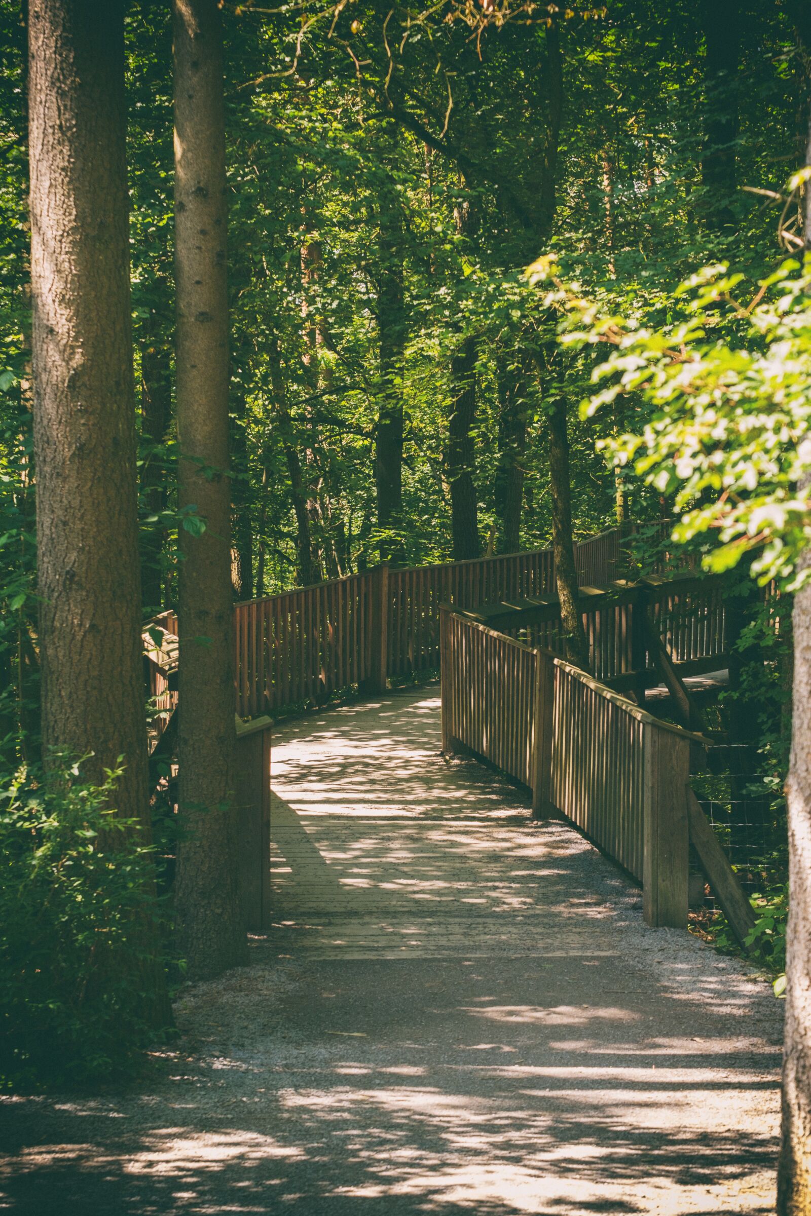 Fujifilm X-T2 + Fujifilm XF 55-200mm F3.5-4.8 R LM OIS sample photo. Away, road, forest path photography