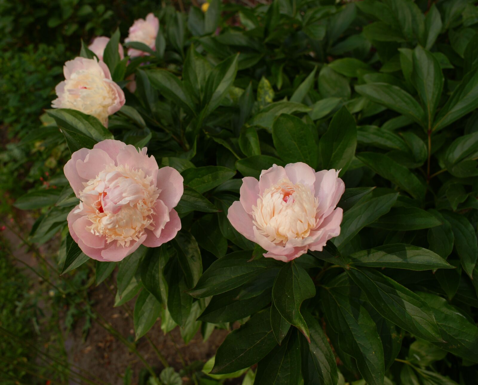 Sony Alpha DSLR-A900 sample photo. Peony, flowers, flora photography
