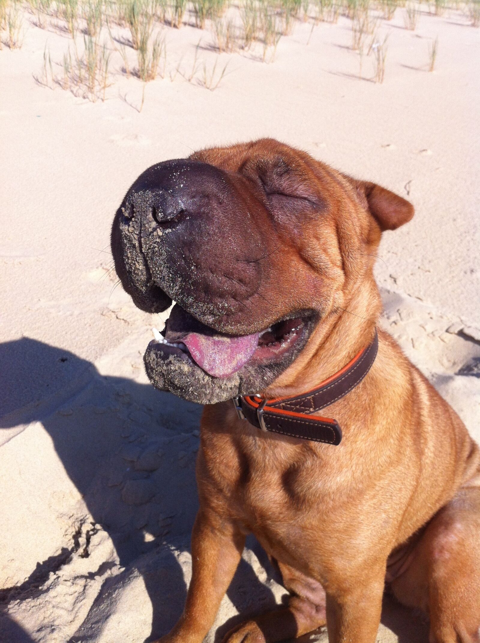 Apple iPhone 4 sample photo. Sharpay, dog, beach photography