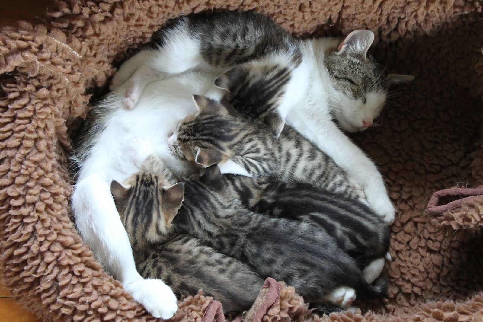 Canon EOS 500D (EOS Rebel T1i / EOS Kiss X3) sample photo. Kitten, kitty, pet photography
