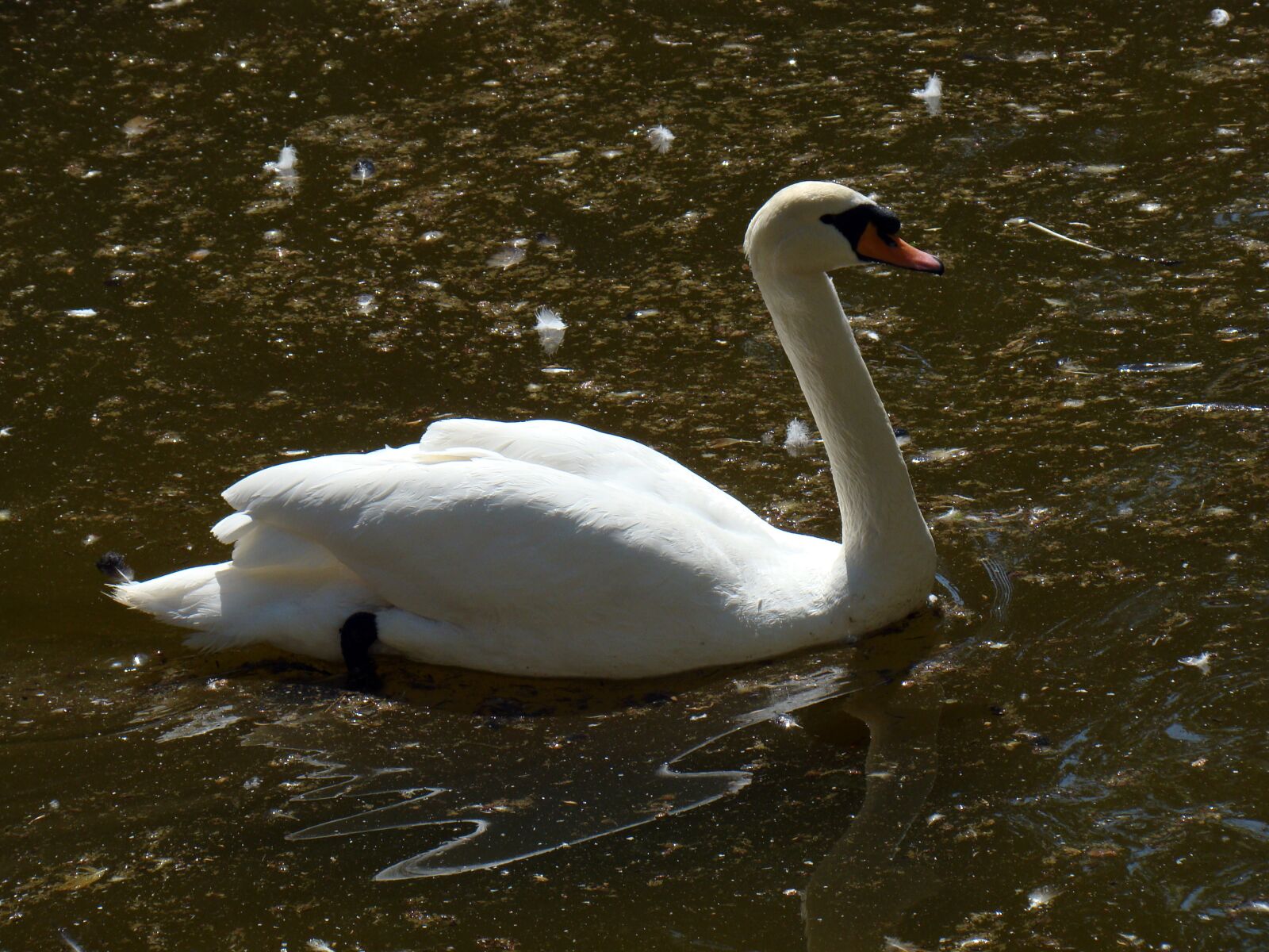 Sony Cyber-shot DSC-H50 sample photo. Swan, bird, white bird photography