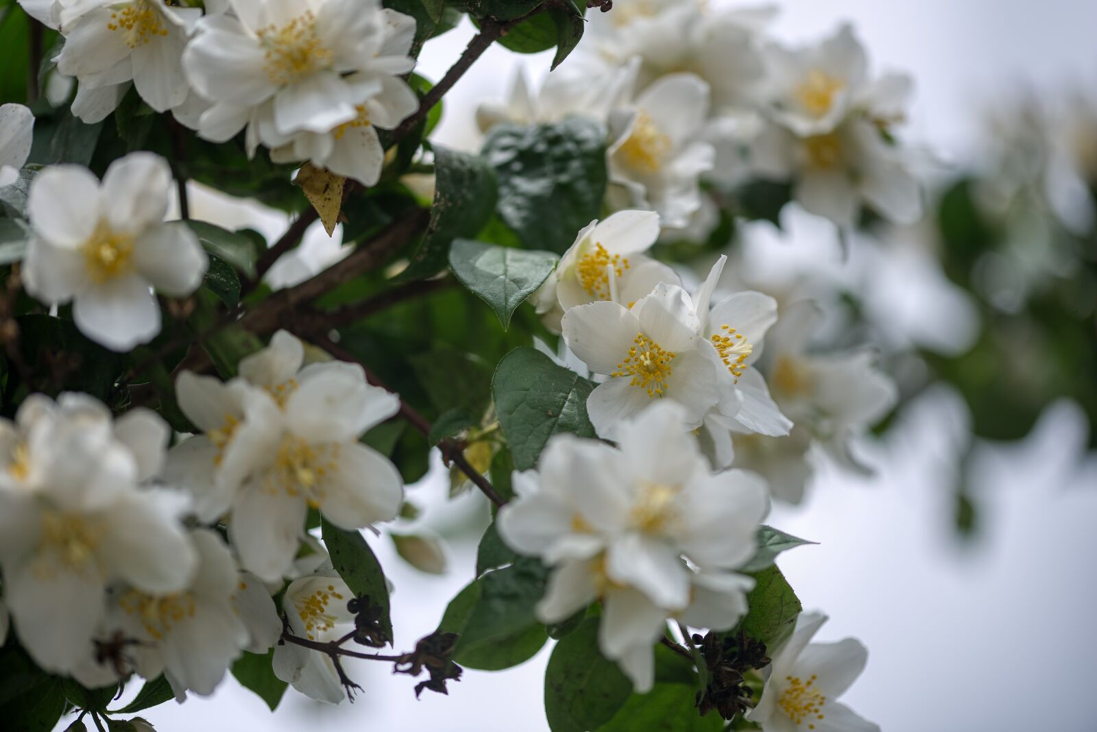 Nikon D750 sample photo. Philadelphus coronary, whistle shrub photography