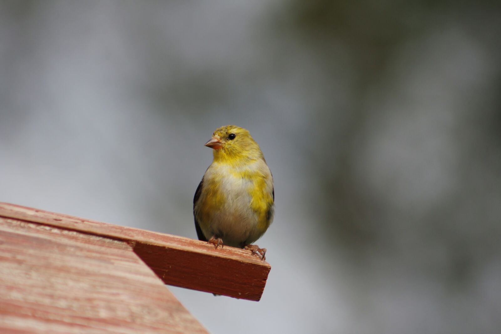 Canon EOS 550D (EOS Rebel T2i / EOS Kiss X4) sample photo. Bird, nature, outdoors photography
