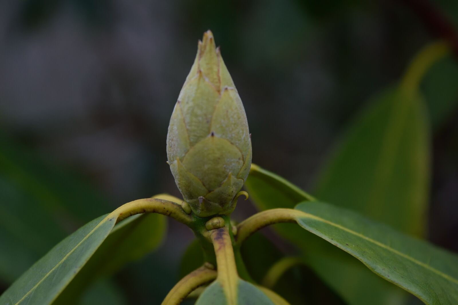 Nikon D3300 sample photo. Leaf, nature, plant photography