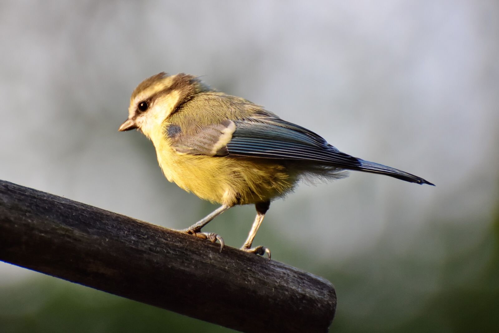 Nikon D7200 sample photo. Tit, songbird, small bird photography