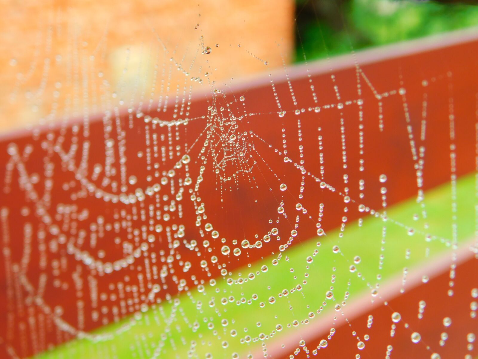 Nikon Coolpix B500 sample photo. Cobweb, rosa, hotel photography