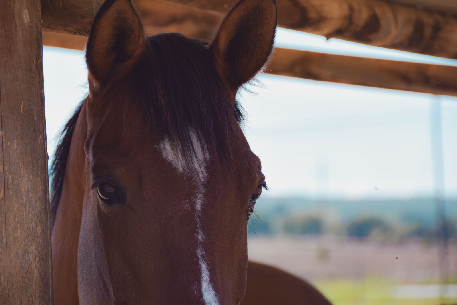 Nikon D5300 sample photo. Horse, horses, equine photography