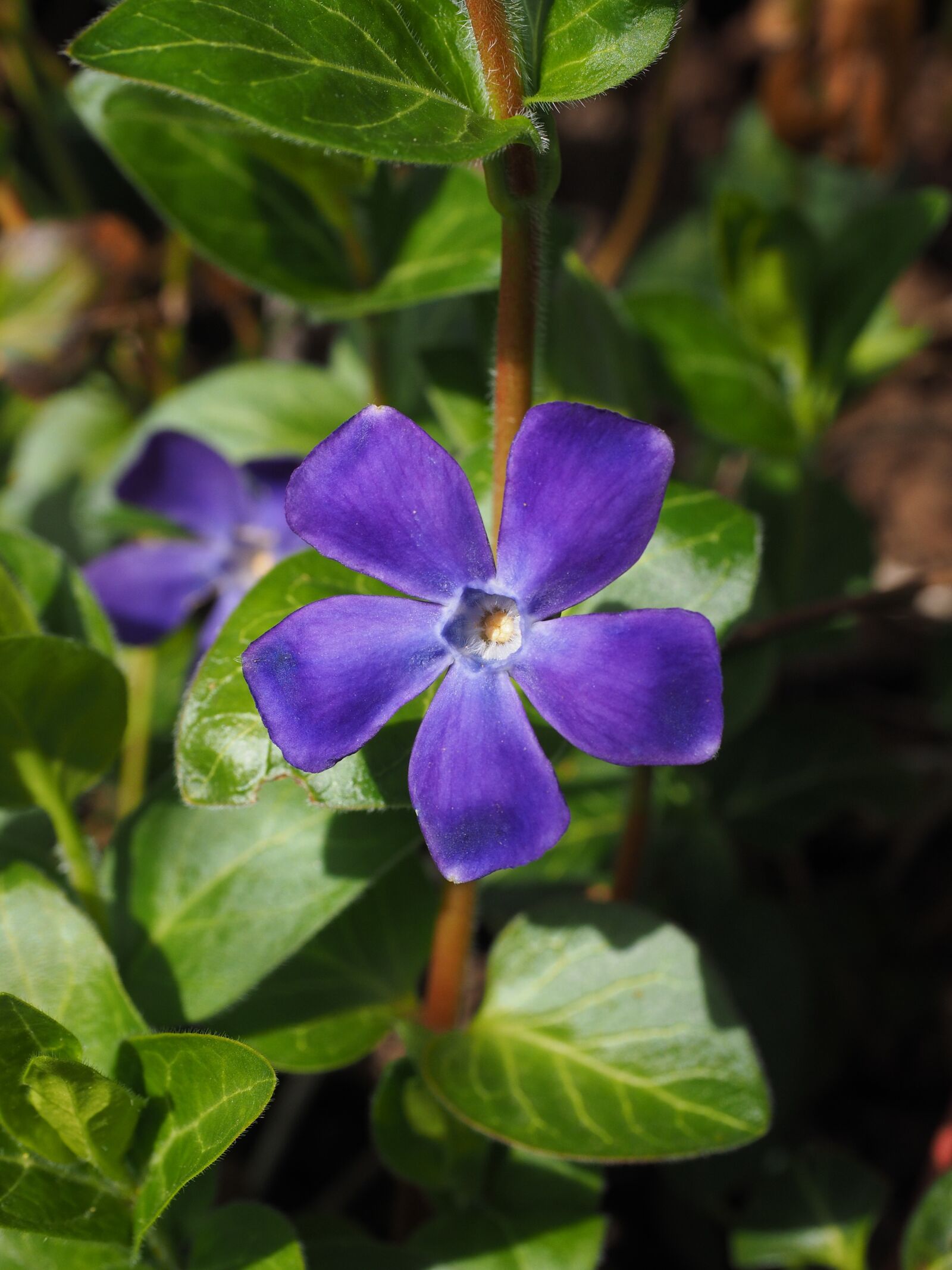 Olympus OM-D E-M1 + Olympus M.Zuiko Digital ED 12-40mm F2.8 Pro sample photo. Evergreen, flower, blossom photography