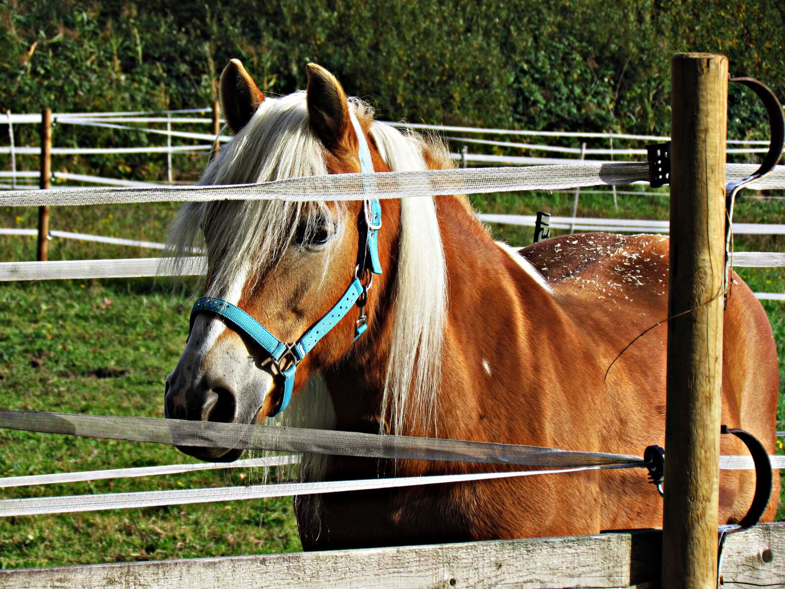 Canon PowerShot SX30 IS sample photo. The horse, pen, catwalk photography