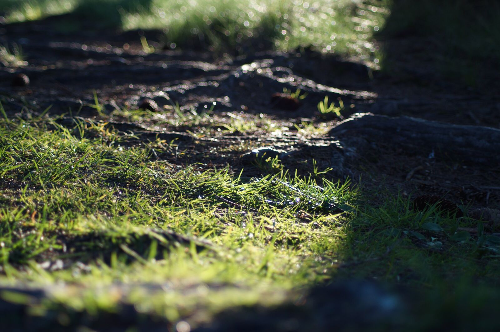 Sony SLT-A58 sample photo. Root, summer, sun photography
