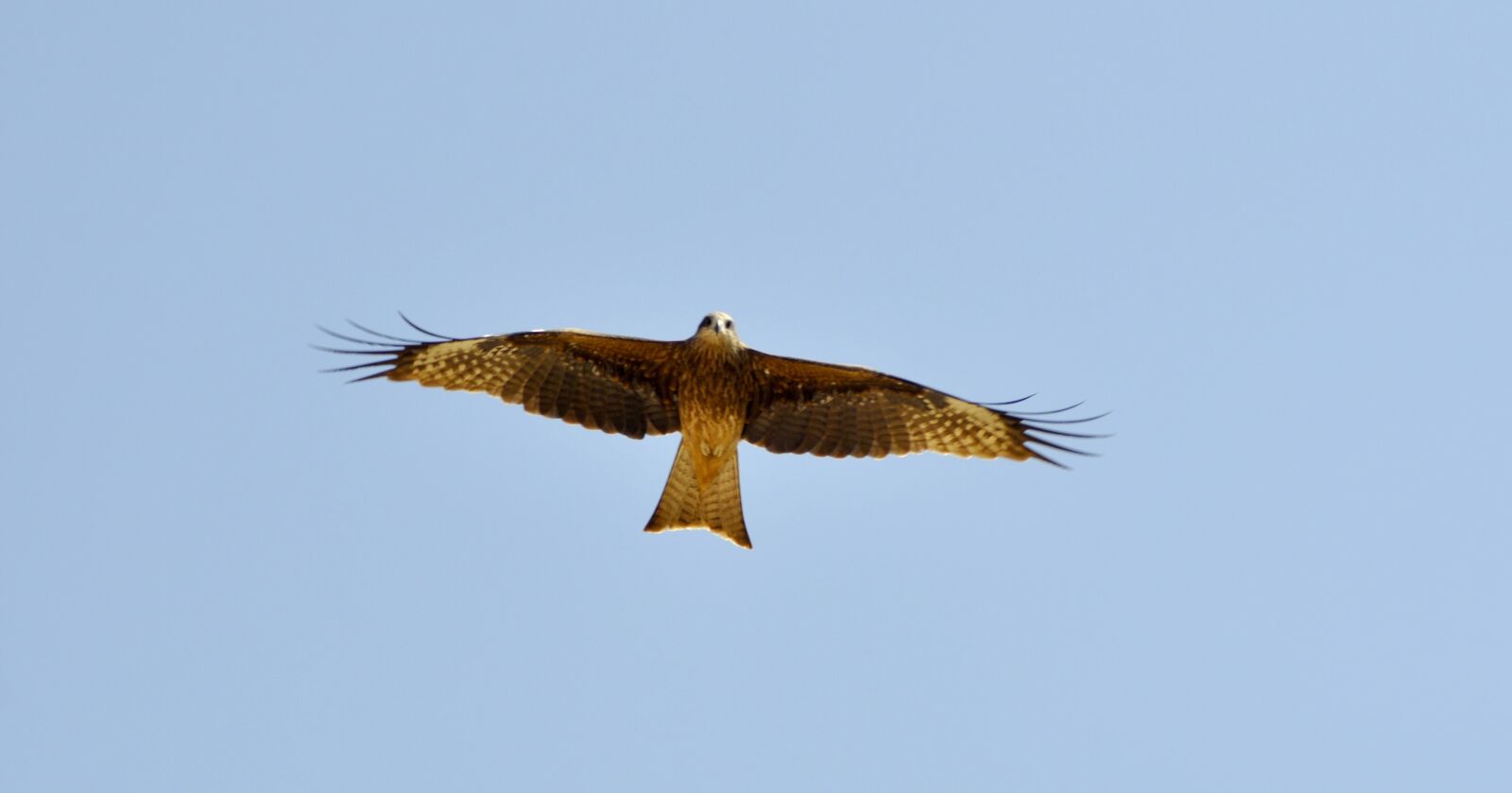 Nikon D90 sample photo. Black kite, bird, raptor photography
