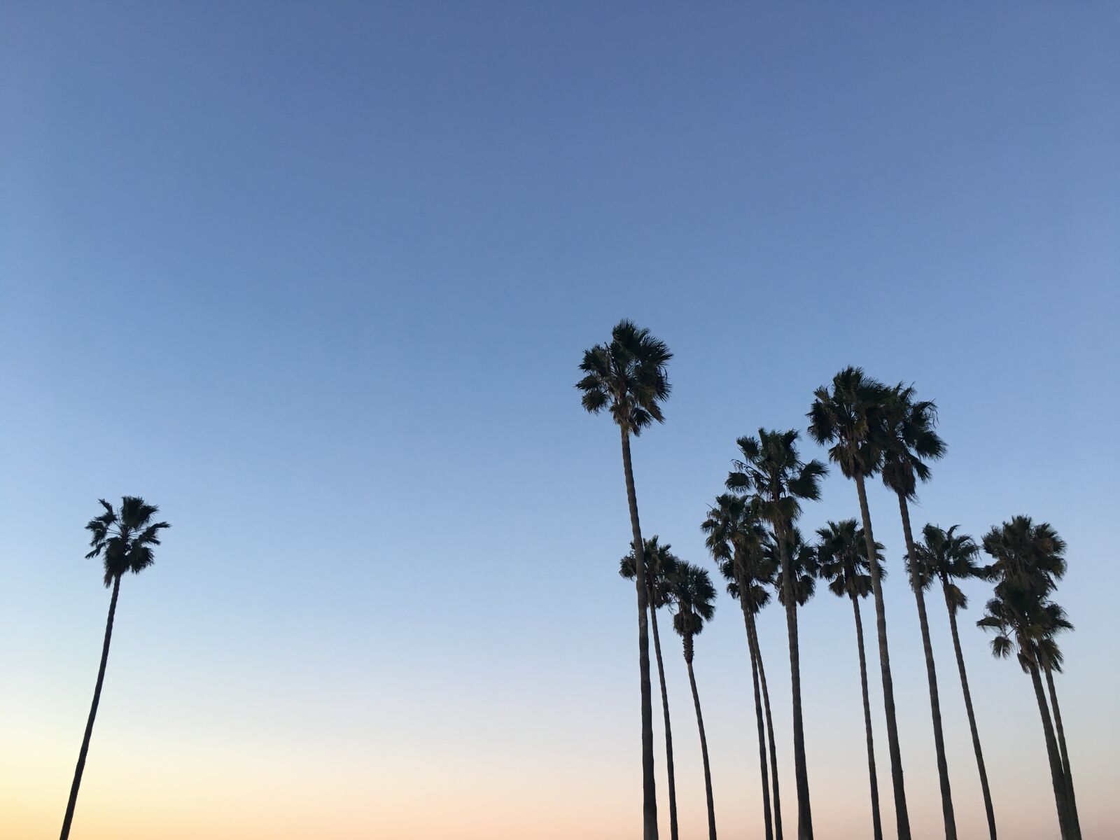 Apple iPhone 6s sample photo. Palm trees, sky, silhouette photography
