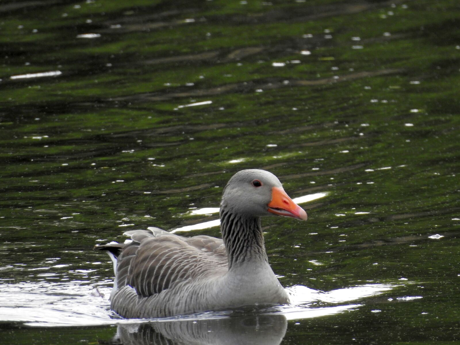 Nikon Coolpix P900 sample photo. Wild goose, goose, water photography
