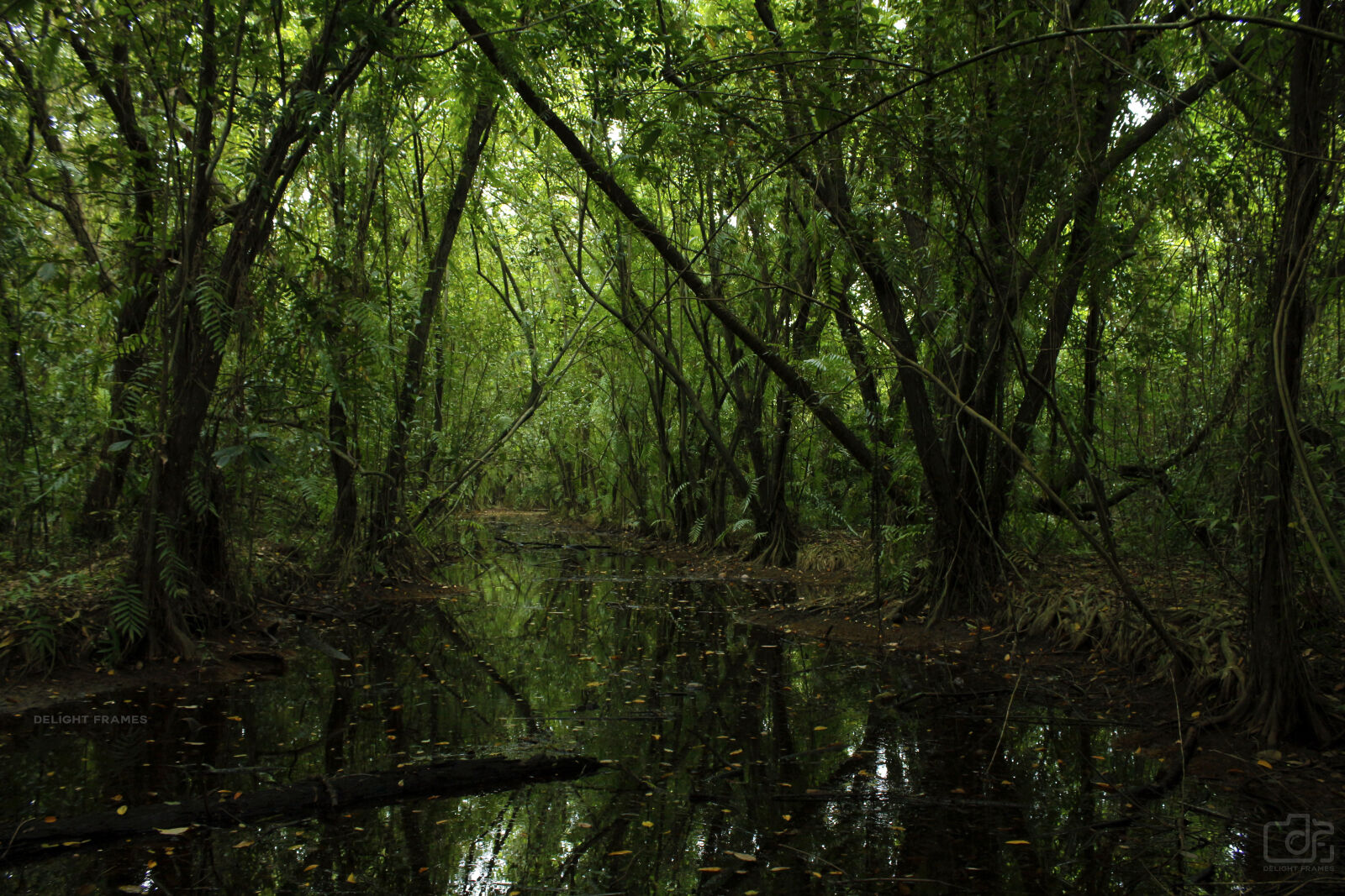 Canon EOS 700D (EOS Rebel T5i / EOS Kiss X7i) sample photo. Environment, forest, green, landscape photography