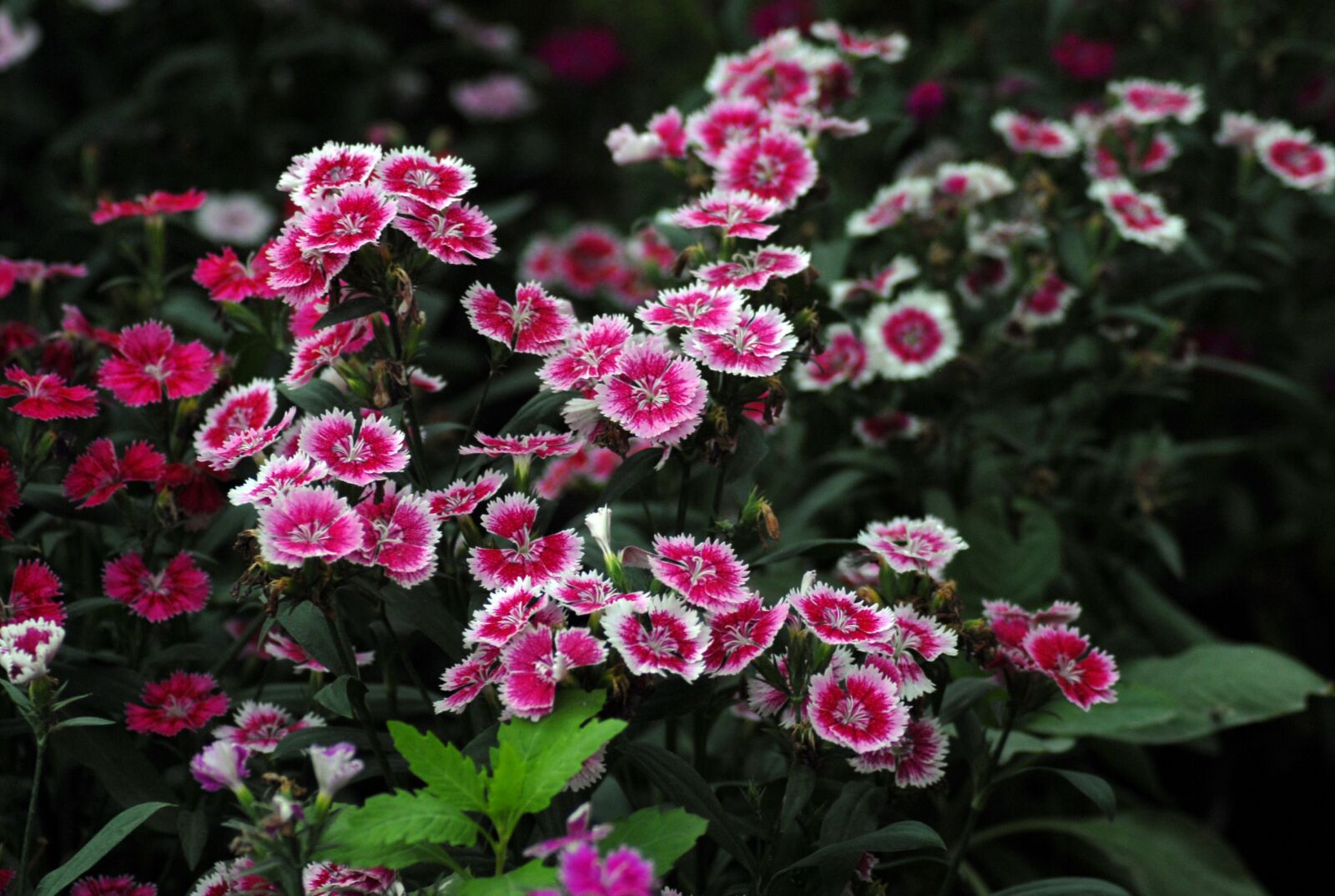 Nikon D200 sample photo. Flower, nature, garden photography