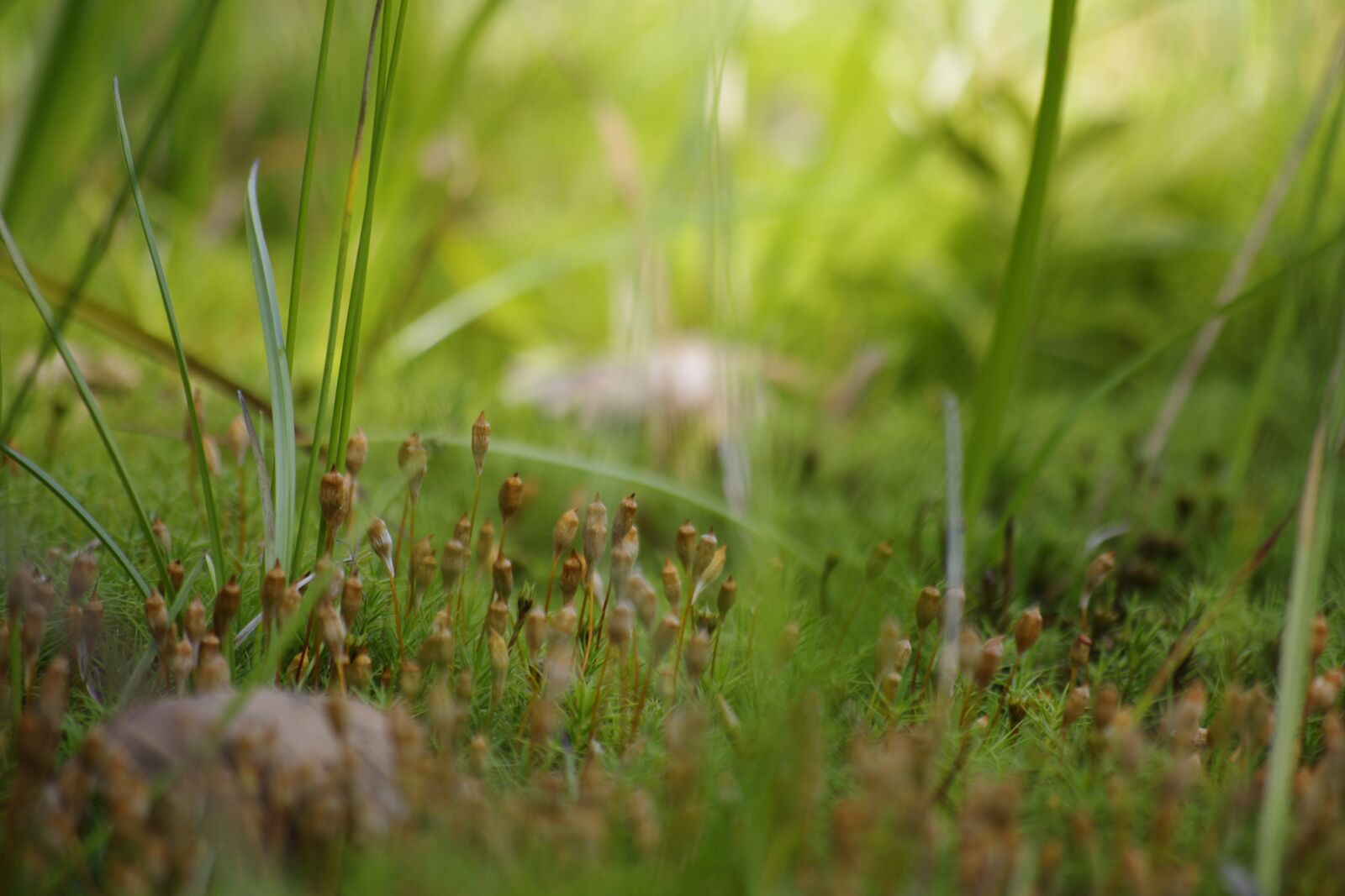 Pentax K-r sample photo. Moss, nature, green photography