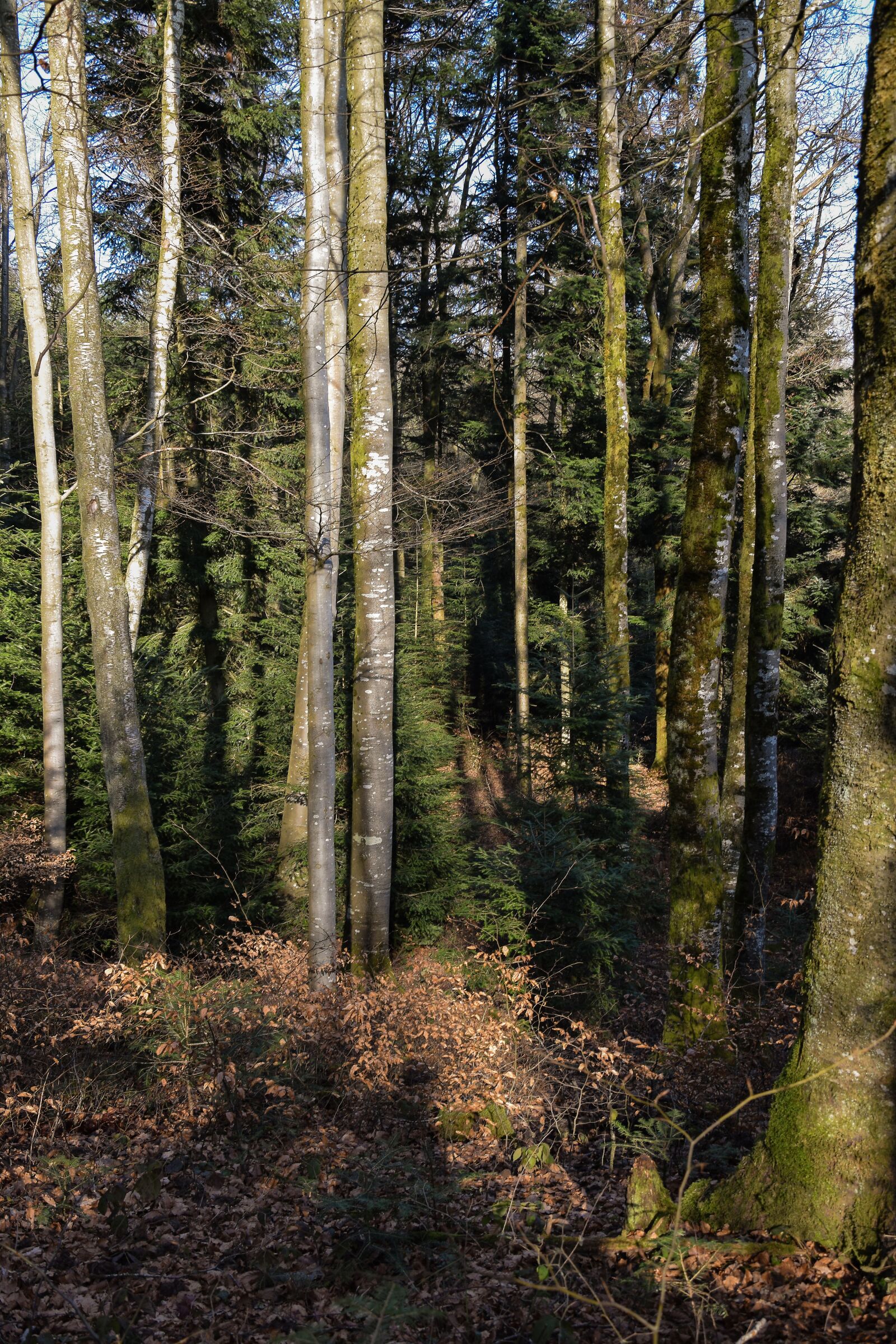 Nikon D5300 sample photo. Forest, path, blue sky photography