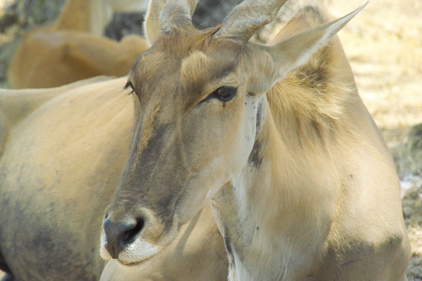 Sigma SD14 sample photo. Animal, zoo, beautiful photography