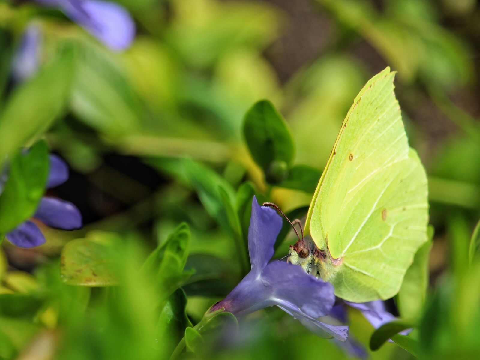 Canon EF-S 55-250mm F4-5.6 IS STM sample photo. Nature, flower, butterfly photography
