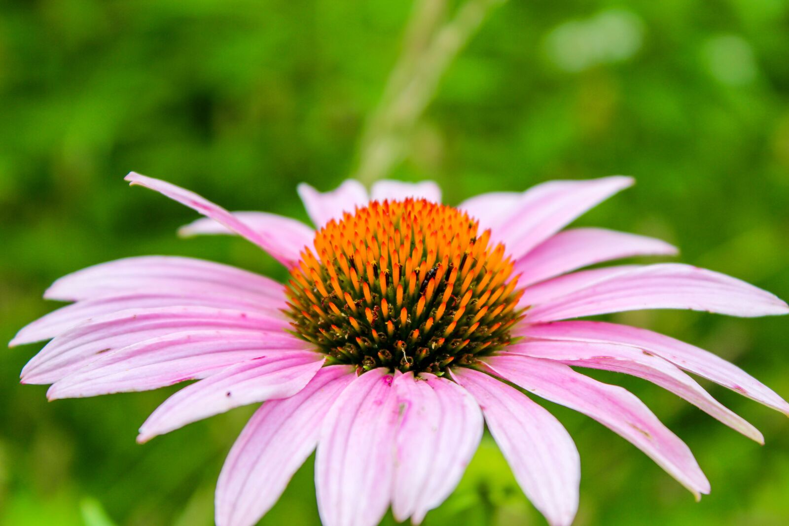 Canon EOS 600D (Rebel EOS T3i / EOS Kiss X5) sample photo. Nature, flower, flora photography