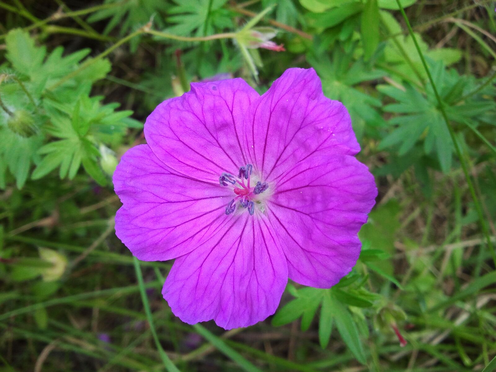 Samsung Galaxy S Plus sample photo. Flower, purple, blossom photography