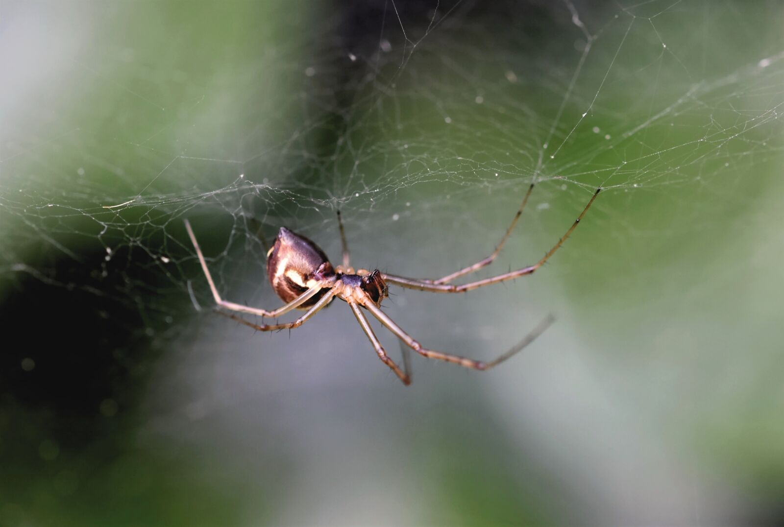 Nikon D7200 sample photo. Spider, cobweb, spider web photography