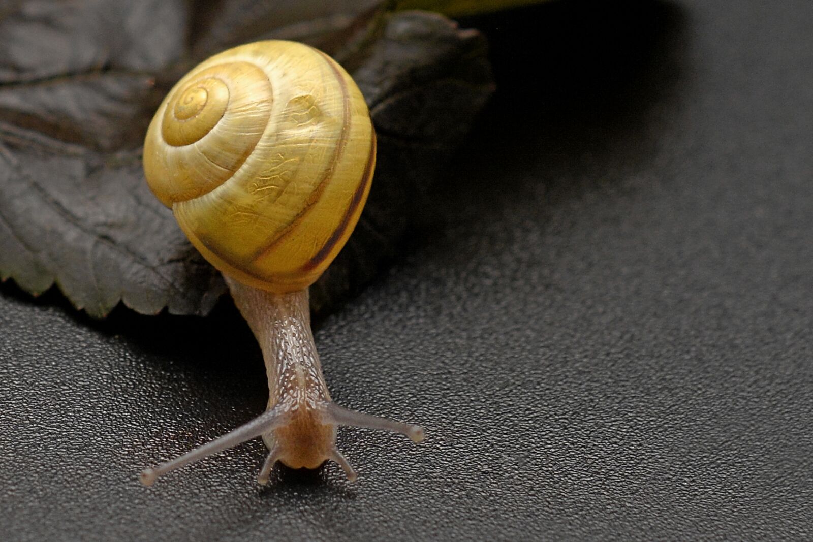 Nikon D7100 sample photo. Snail, crawl, shell photography