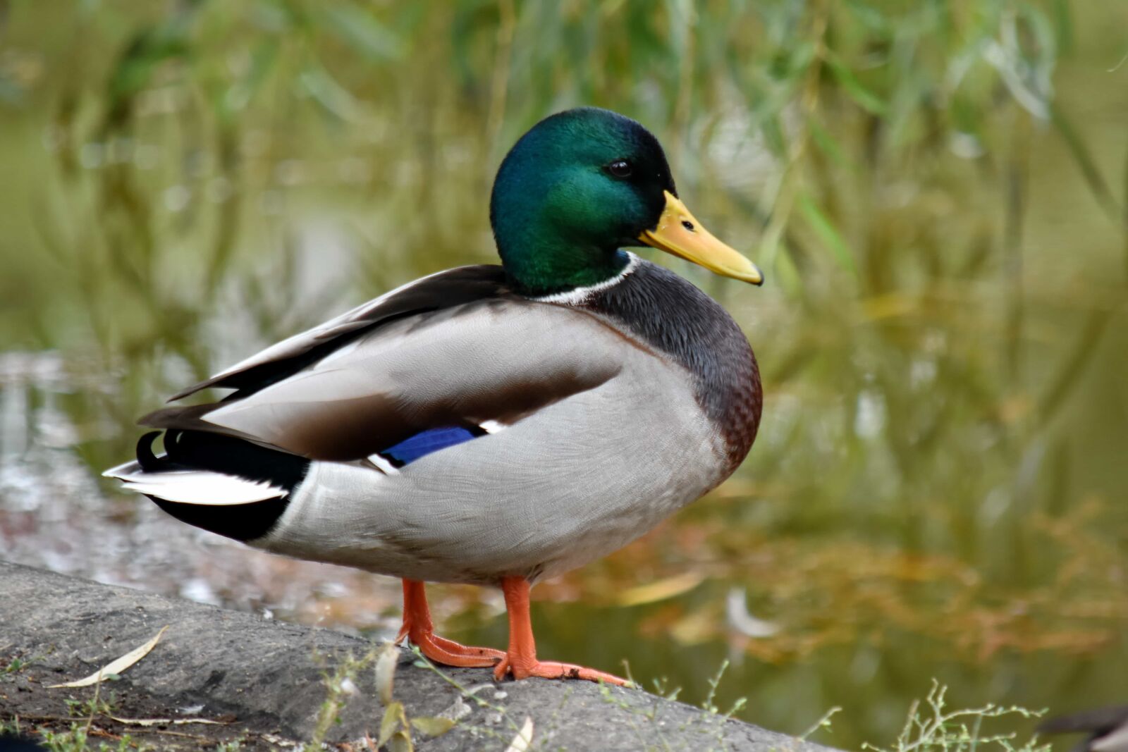 Nikon D5500 sample photo. Duck, mallard, natural habitat photography
