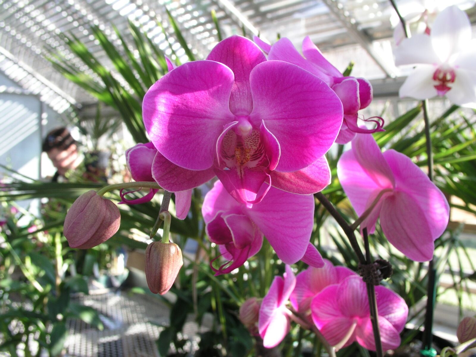 Olympus C5050Z sample photo. Flower, bloom, blossom photography