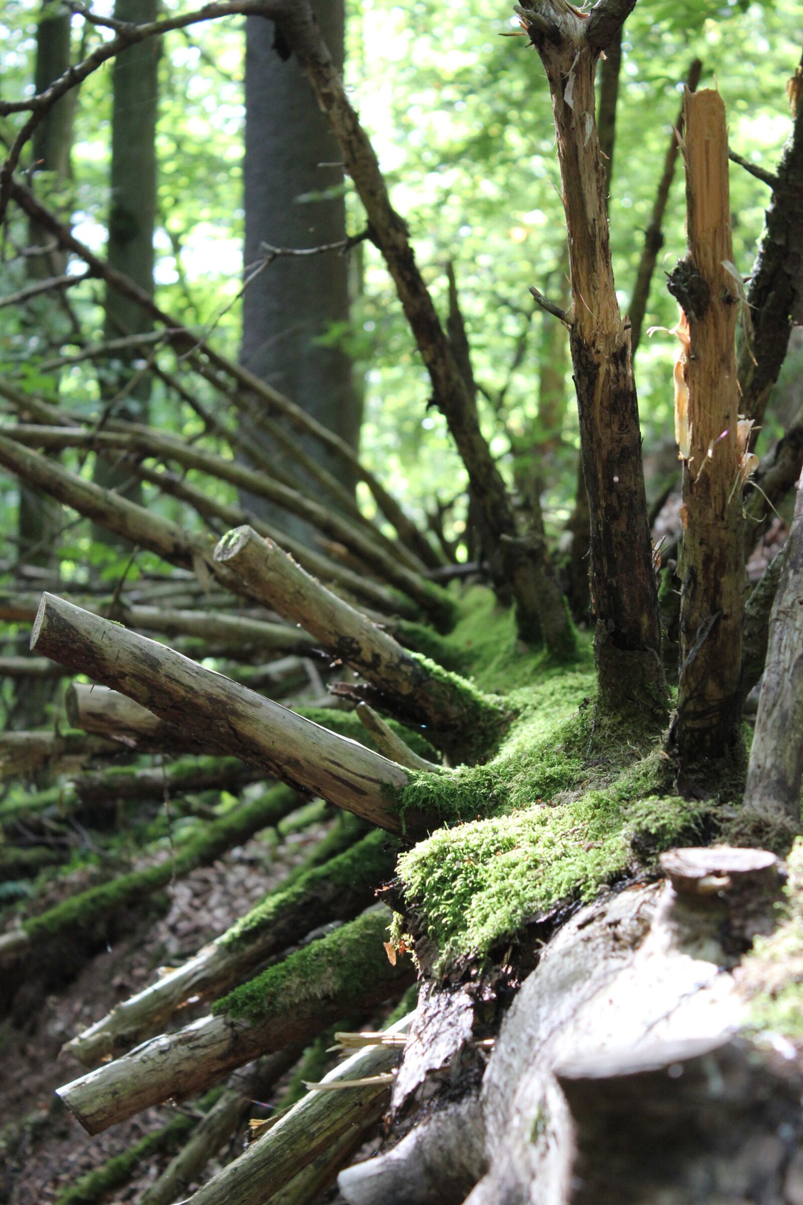 Canon EOS 550D (EOS Rebel T2i / EOS Kiss X4) sample photo. Log, moss, forest photography