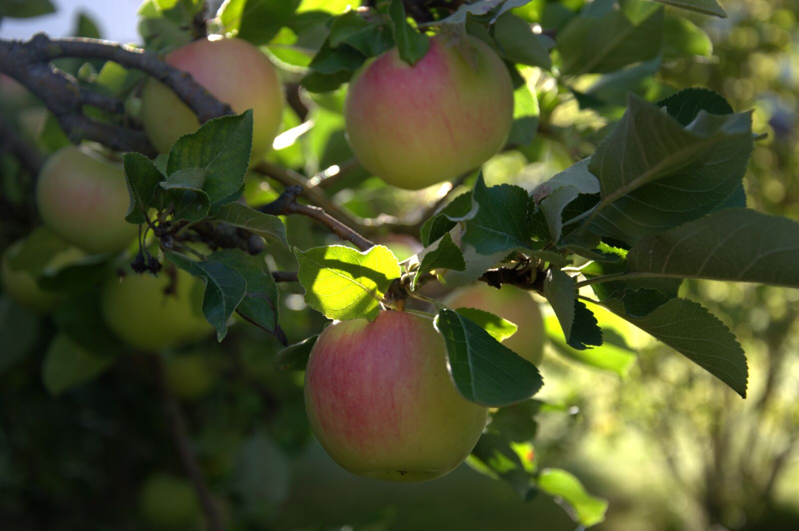 Nikon D3200 sample photo. Apple, apple tree, fruits photography
