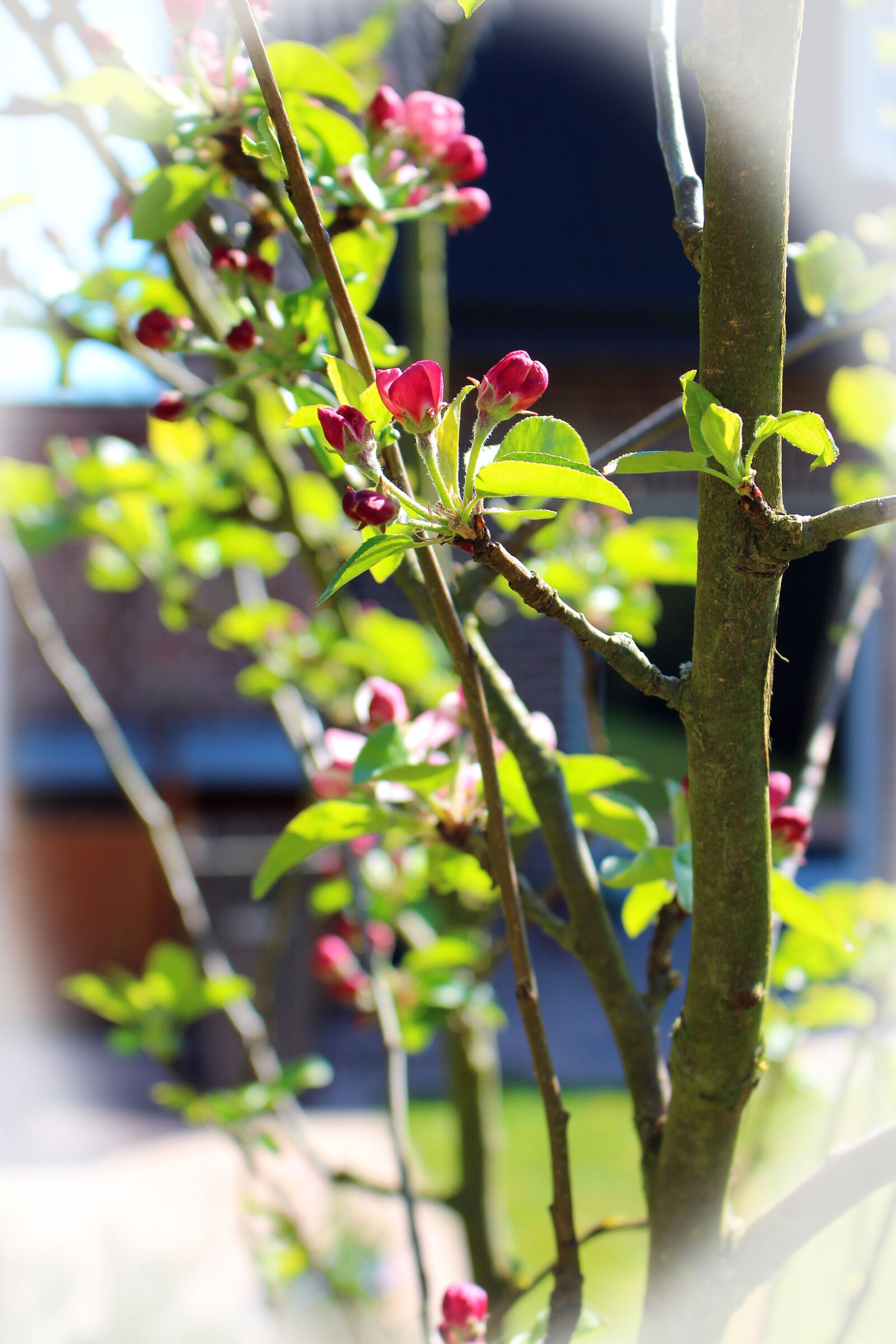 Canon EOS 700D (EOS Rebel T5i / EOS Kiss X7i) sample photo. Spring, tree, bud photography