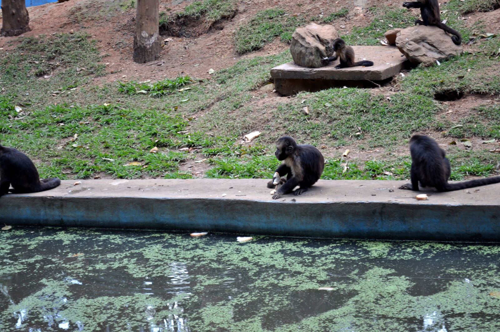 Nikon D5000 sample photo. Monkeys, banks, pool, zoo photography