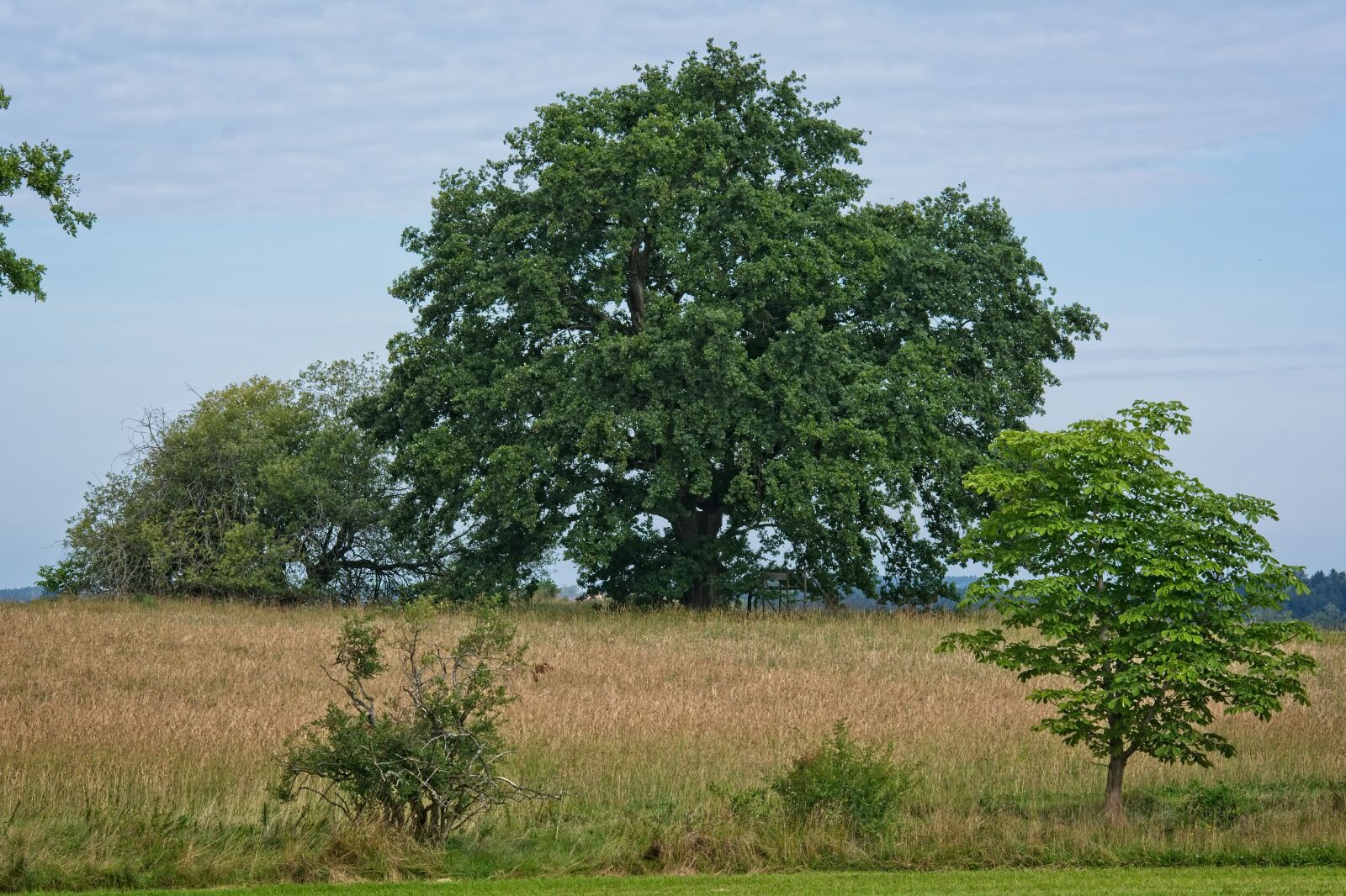 Nikon D7100 sample photo. Tree, individually, summer photography