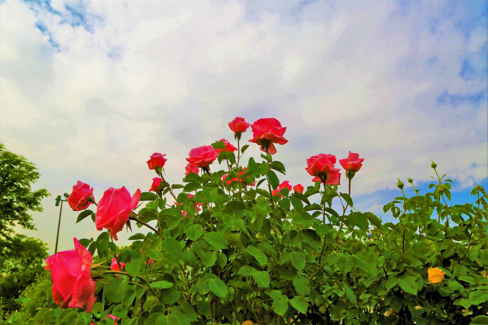 Canon EF 24-105mm F4L IS USM sample photo. Rose, rosewood, rose-tree photography