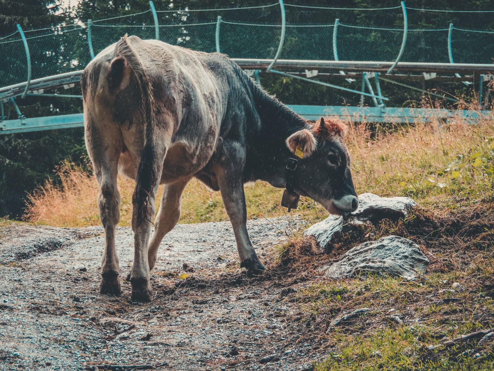 Canon PowerShot SX740 HS sample photo. Cow, calf, mammal photography