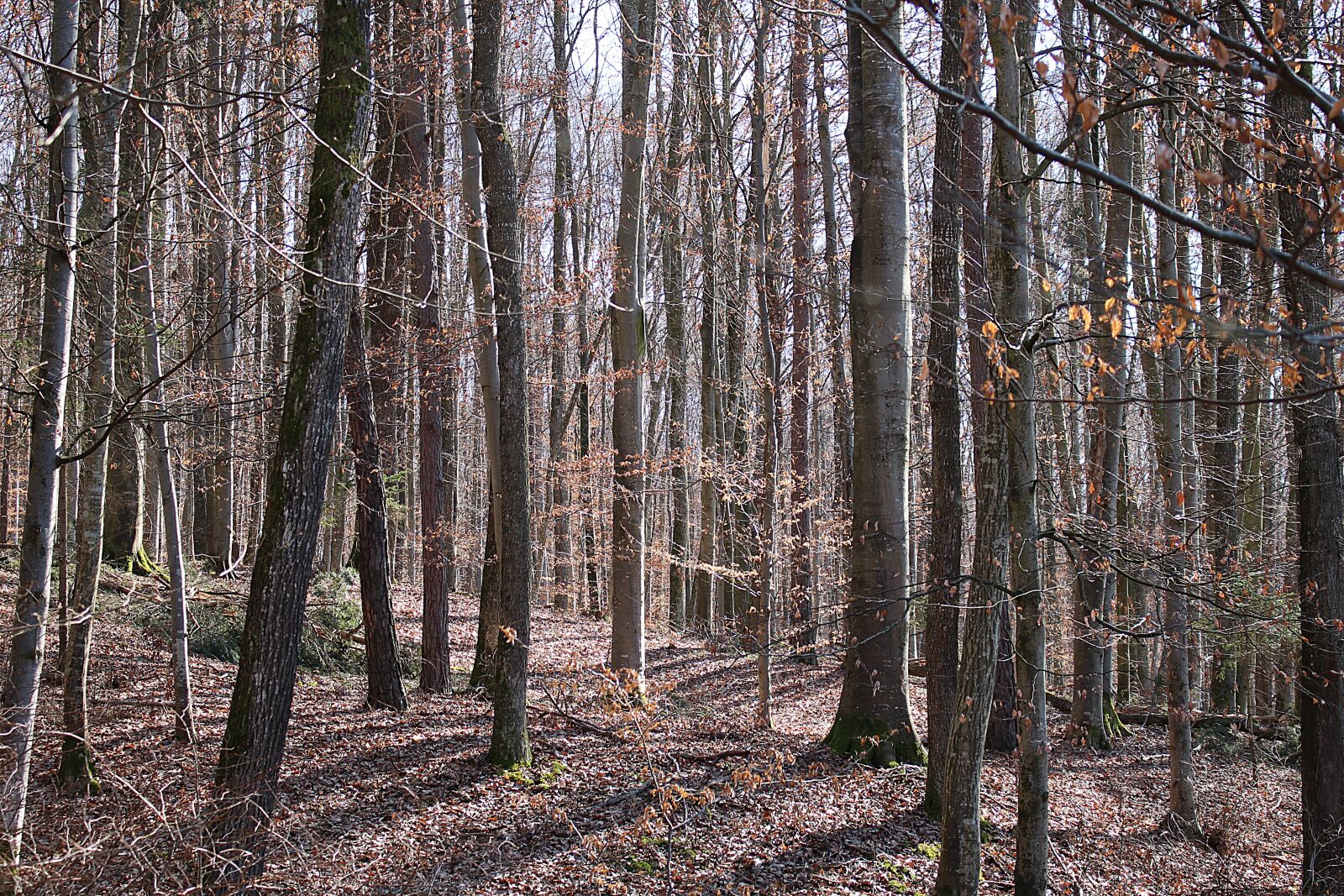 Canon EOS 100D (EOS Rebel SL1 / EOS Kiss X7) sample photo. Forest, trees, autumn forest photography