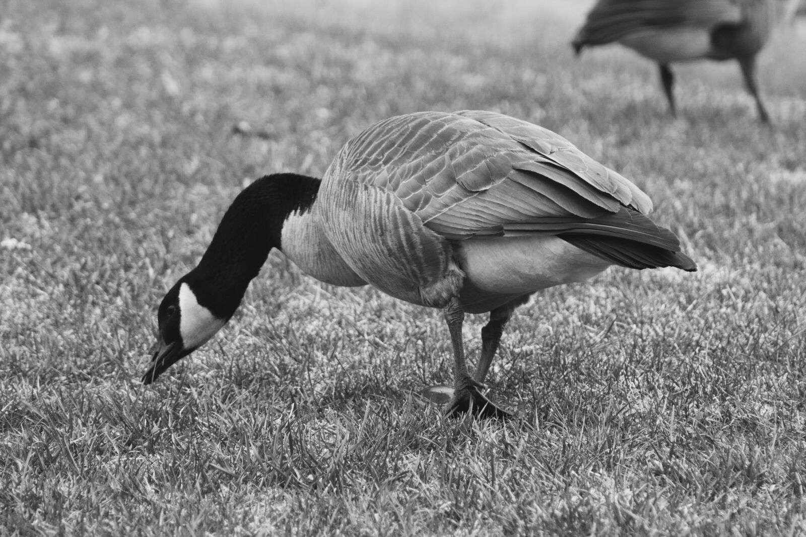 Canon EOS 1200D (EOS Rebel T5 / EOS Kiss X70 / EOS Hi) sample photo. Bird, wildlife, nature photography