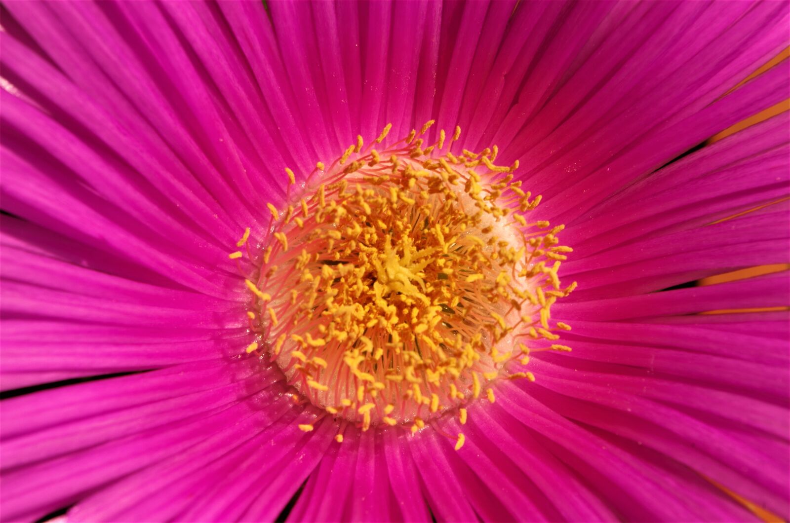 Pentax K-50 sample photo. Flower, spring, macro photography